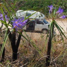 Blue flowers (Canela-de-Ema) in the Chapada dos Veadeiros